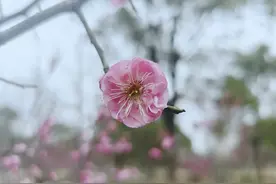 十首咏花古诗，十大名花赞歌，句句花香弥漫，百看不厌，百读不倦图片