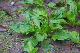 “车前草”是个宝，用它来煮水喝，或能帮助解决这4个常见问题图片