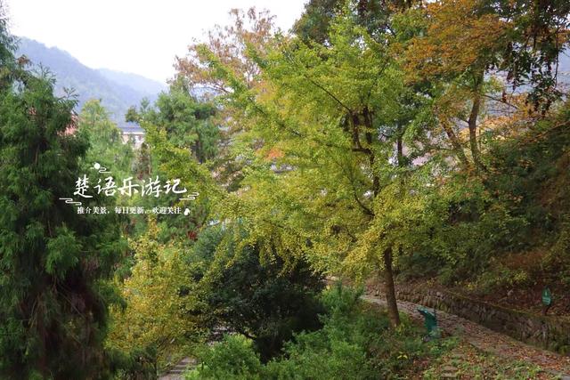 浙江宁波四明山深处的秘境，近50株古树营造油画般的风景，很好玩