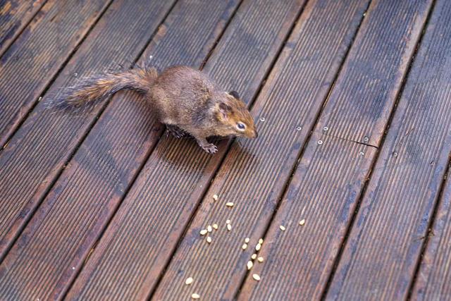 雾里的龙头山，藏着草木与溪流的私语