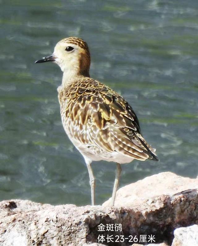 快乐的25/26深圳湾候鸟季