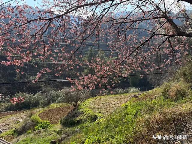 阳光明媚的冬日里,我们爬山去,逛陡坡村、看冬樱花,做晴朗的事