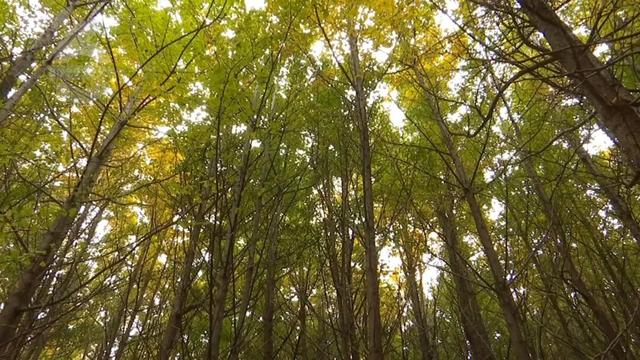 冬天的昆明，盛满了温柔的金黄色