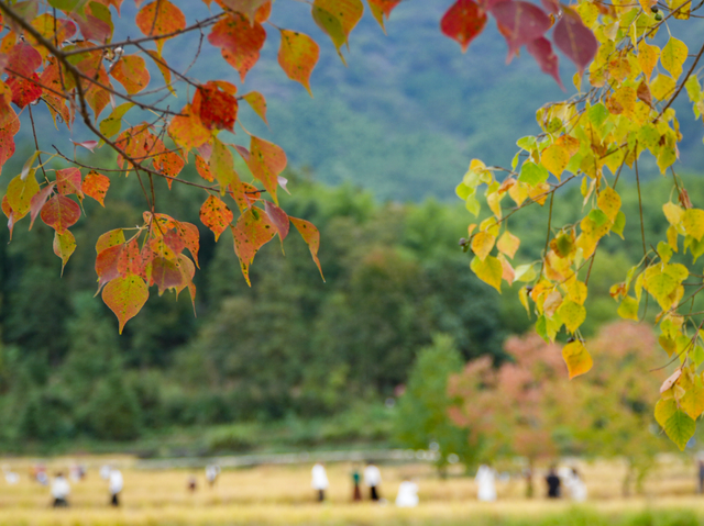 若你问深秋最该去哪里偷段闲？答案，就藏在黟县