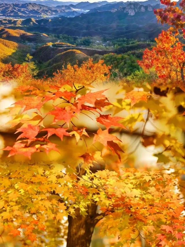 不要再搭基础款秋景了！北京「多巴胺色系」秋景上线！高级感拉满