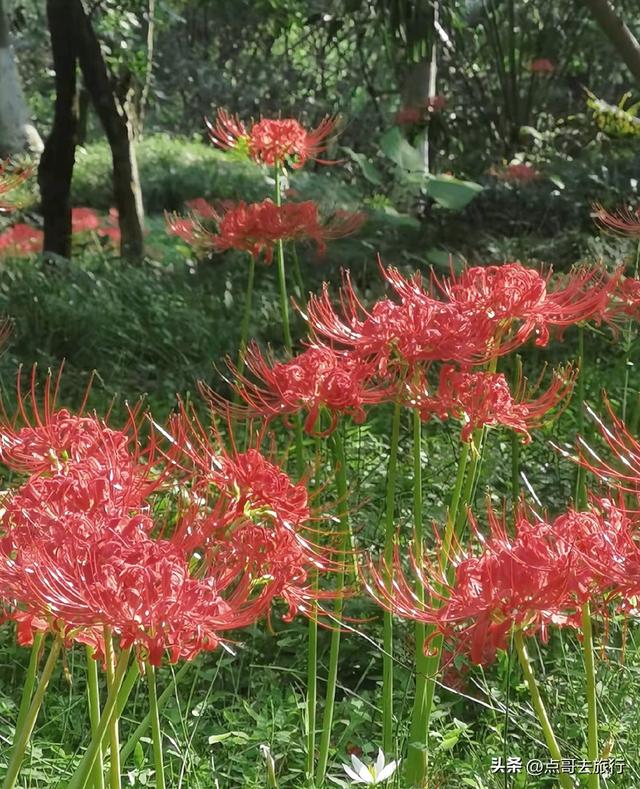 成都第一批彼岸花来了，秋日的火红，超级绚烂，地铁公交车直达！
