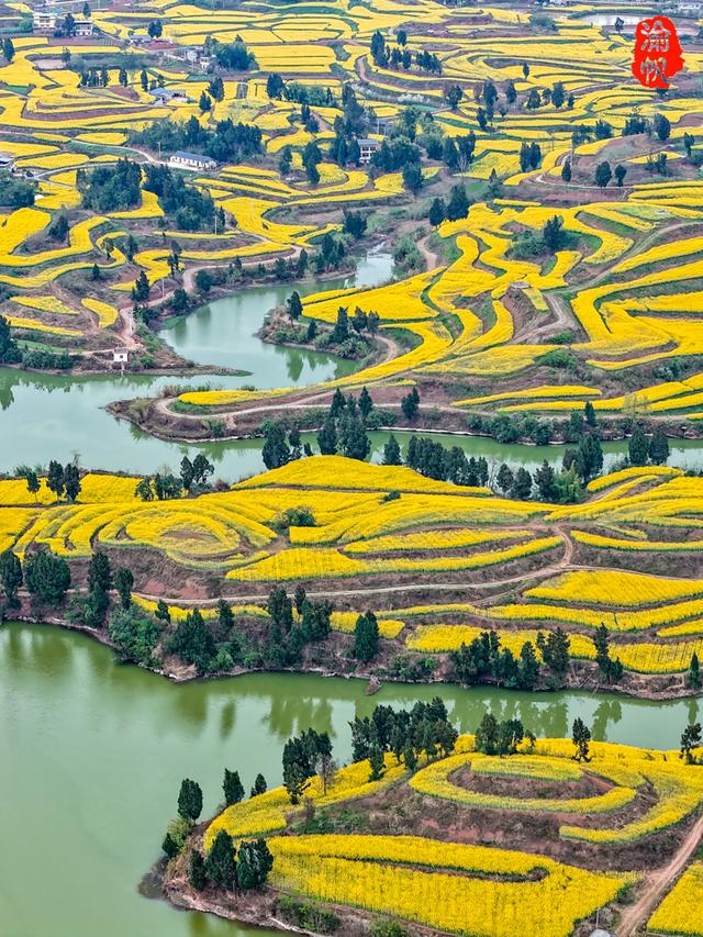 重庆，你糊涂呀！这么美的油菜花海都不宣传，感觉比云南罗平还美