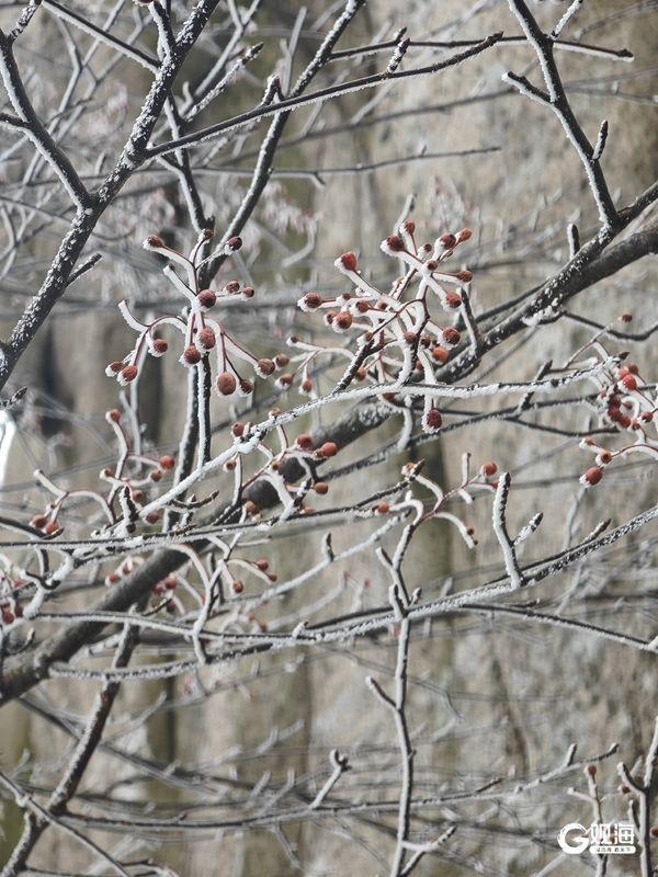 冬游崂山正当时 快来邂逅青岛版“冰雪奇缘”