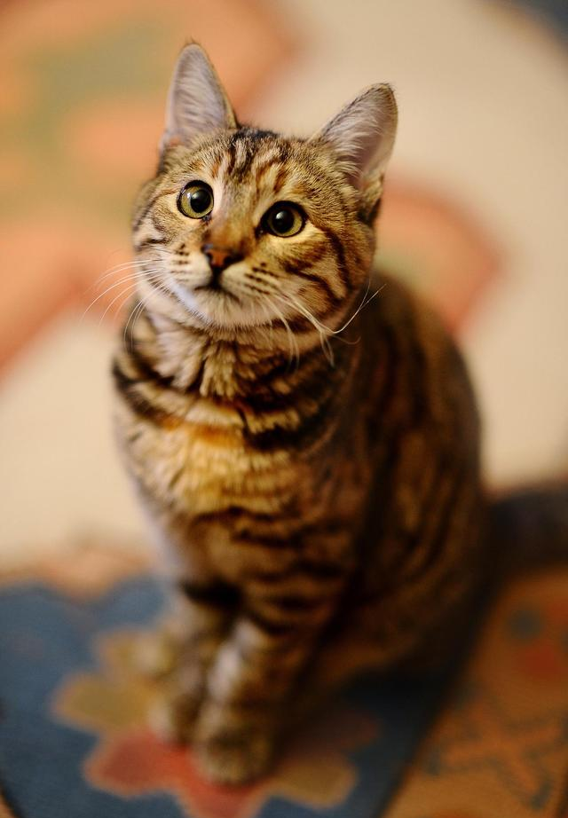 别把普通狸猫当 “顶级”！真正中华狸花猫有 5 大特征，第 3 个