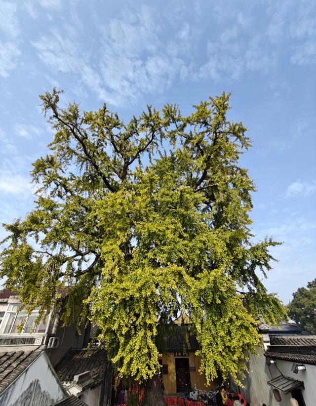 观太平禅寺外银杏有感