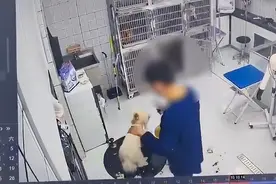 江苏淮安一宠物医院暴力摔打宠物狗，院方致歉：涉事员工已被开除图片