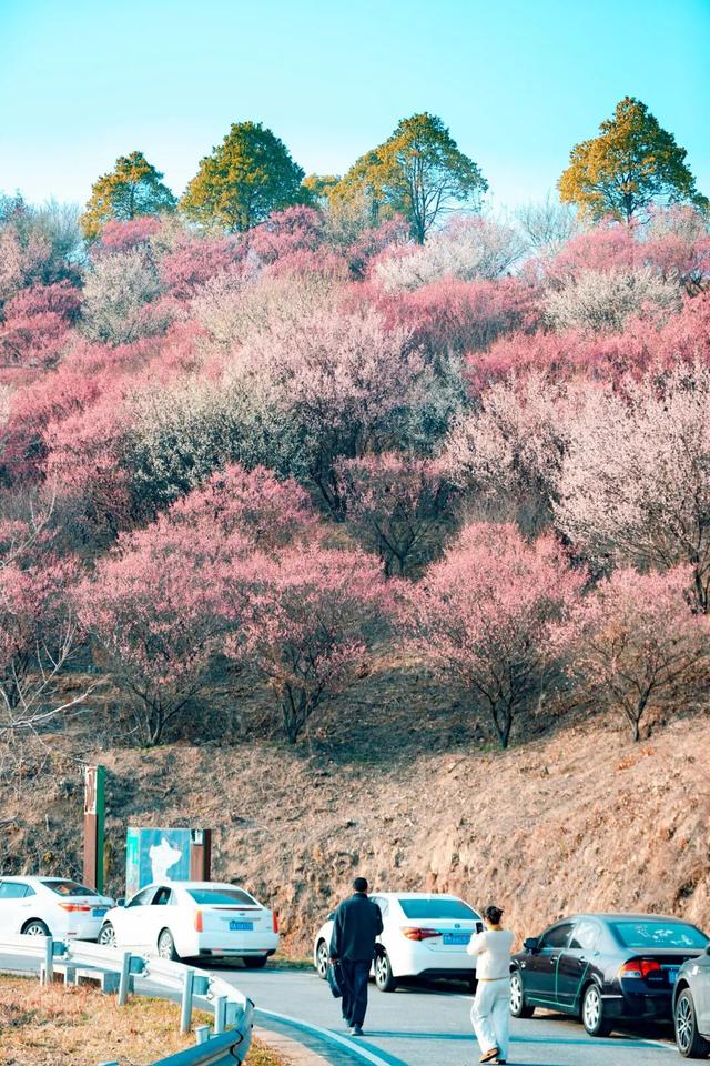 冬日寻梅记：黄陂这两处秘境，已被梅香腌入味！