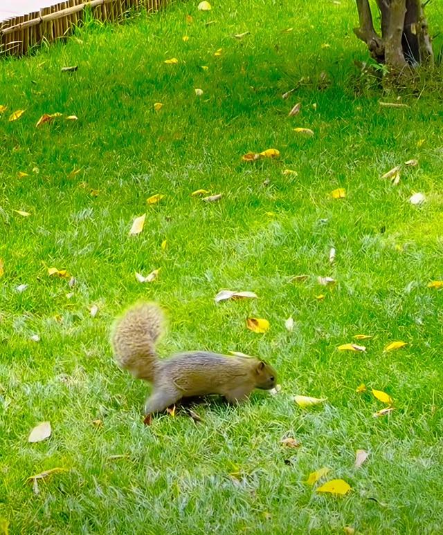 11月第一个周末，雨中翠湖公园