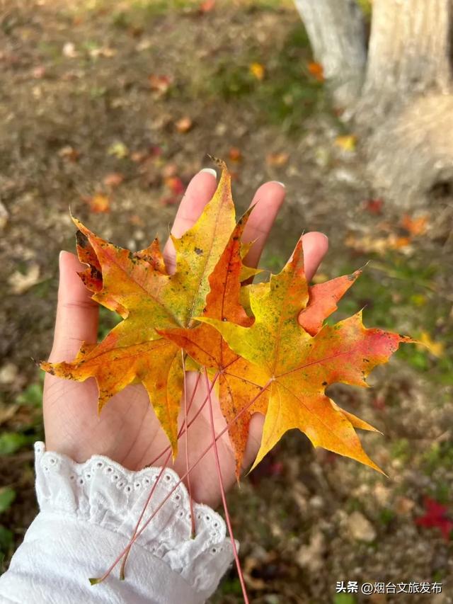 【乐游烟台】美到封神！烟台家门口的赏秋神仙地+1