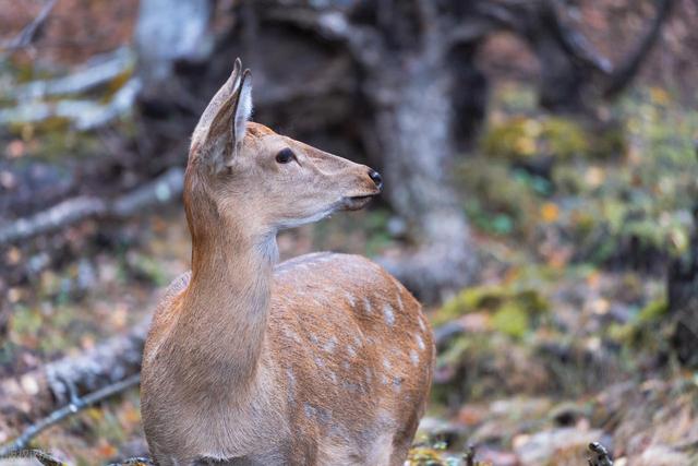 从湖南去了一趟伊春，实话实说，回来才发现朋友圈都是骗人的？