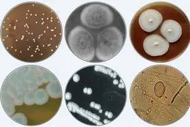 冬酿汾酒：微生物赋予的灵魂与韵味图片