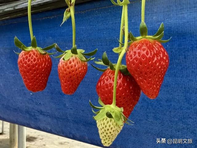 别再问昆明哪里能摘草莓了!收下这份采摘地图,直接抄作业→