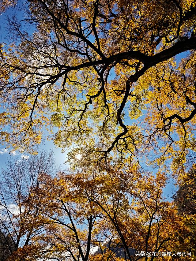 米亚罗彩林季，观赏一日游！