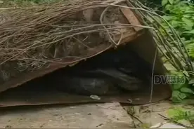 一村子路旁发现多条大蟒蛇及数个蛇蛋？当地：已抓走一条，蛇蛋被水泡坏了图片