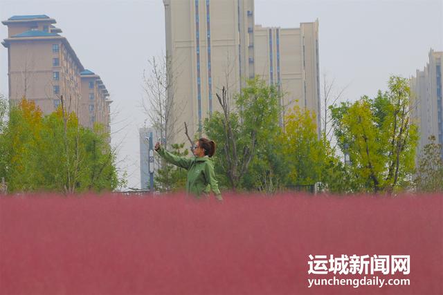 山西运城：粉黛如梦映尧园 秋日花海引客来