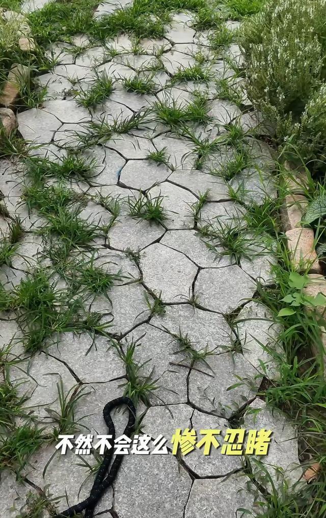 女星邓莎离家2个月花园荒废，独带3条狗游玩！与富商老公感情危机