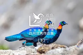 2024观鸟大年四月份优秀作品集（下）图片
