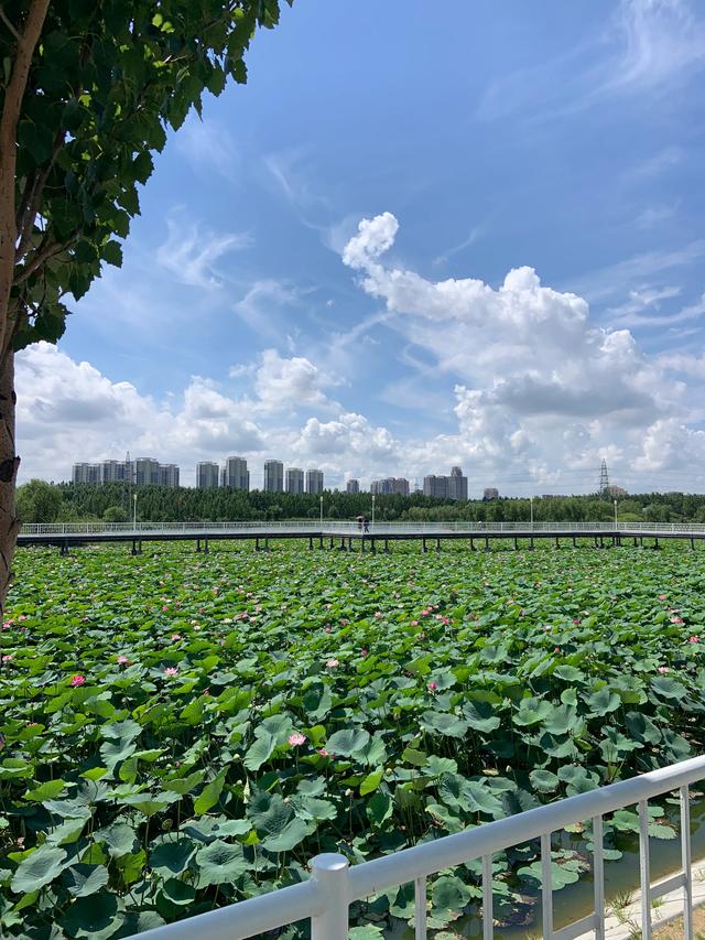 荷花、野鸭子、夏景