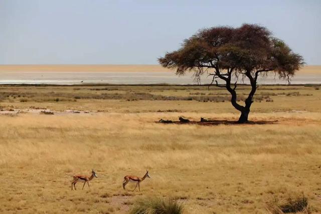 2026封神旅行清单！非洲五国（南非/东非）23天狂野之旅，太顶了