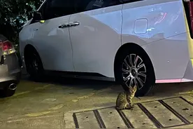 “甚至挂在金属栏杆尖上” 上海一园区发生多起虐猫事件 警方立案侦查图片