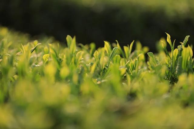 新晋打卡地！珙县这里上榜宜宾必去榜单→