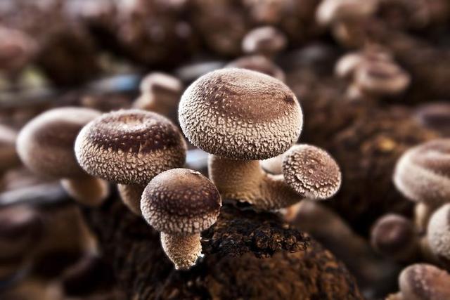 它是唯一含维生素D的蔬菜，又是“天然硒库”，老人孩子要常吃