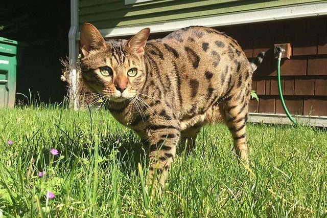 全世界100个宠物猫品种大赏！