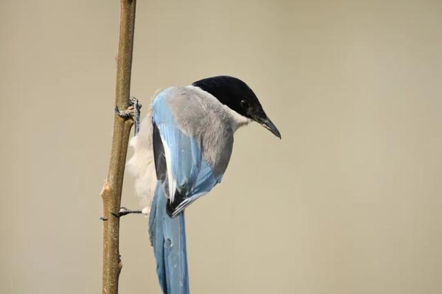 观鸟季来啦！在西安赴一场与候鸟的约会