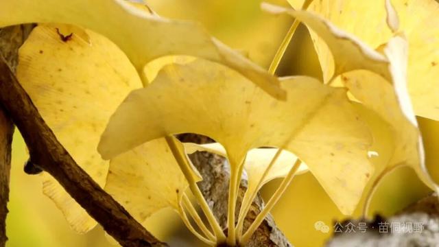 黄平旧州古镇银杏迎来最佳观赏期