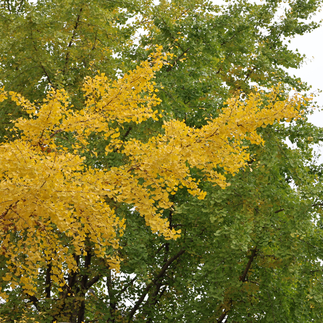 大理古城“金”彩上线！