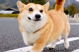 这辈子养过“最后悔”的狗，就是柯基犬！图片