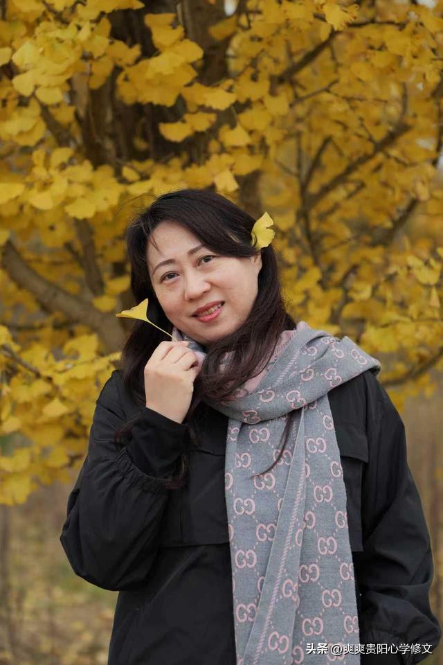 最是银杏橙黄时 修文县上百亩银杏林迎来最佳观赏期