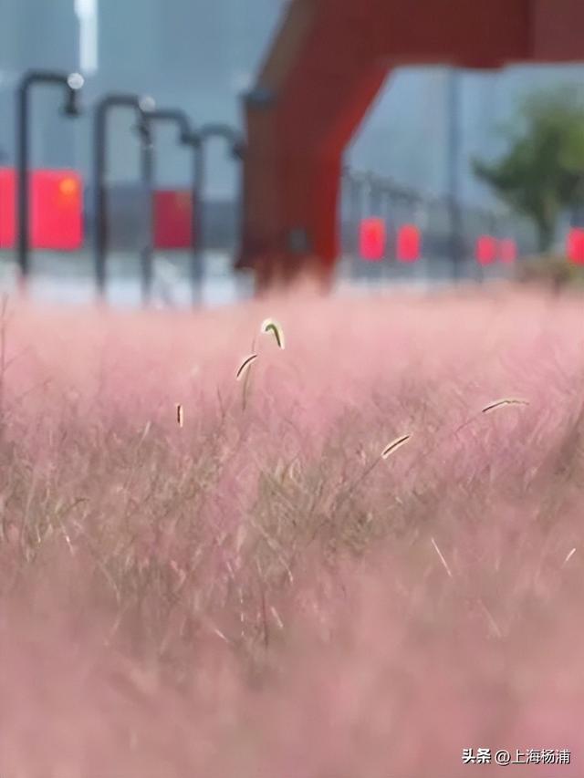 杨浦“最美秋景”上线！超多人抢着来打卡!