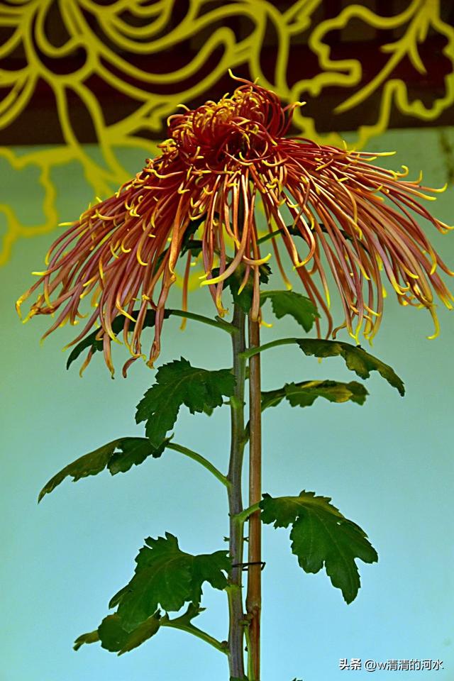 菊花是秋天里美丽的图画