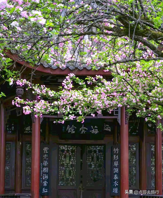 成都大爆款赏花地，垂丝海棠粉色瀑布，超级壮观，地铁直达！