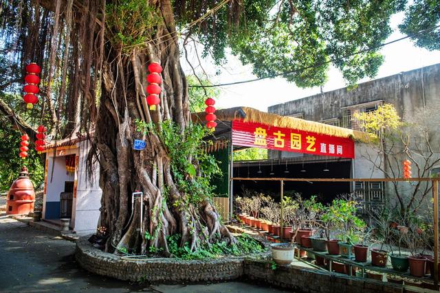 美丽中国行发现之旅：古楼村的红与甜