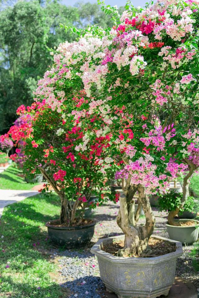 走！今天出发莲花山！拍“爆”20万㎡花海