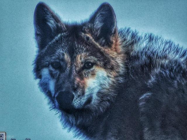 狼王调虎离山，诱导牧民误入狼窝，牧民将计就计，一举消灭狼群