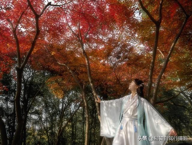 北京香山红叶红了：拍摄必须掌握这6个实战技巧 张张出大片成顶流