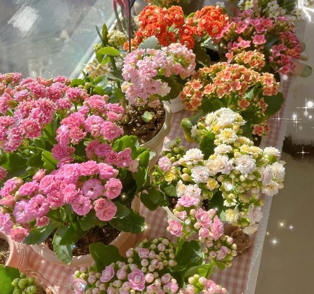 9种花“很养人”，卧室摆放二三盆，好看又能“促睡眠”
