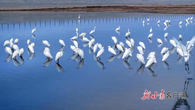 阿克塞：白鹭舞蹁跹 冬景入画来
