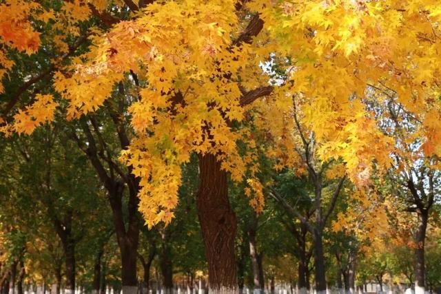 特别出片！潍城这里的“深秋限定”已到货，等你打卡