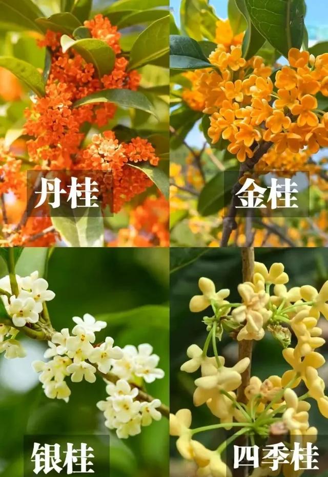 “pong”香！“min”甜～重庆这些地方“桂”含量超高