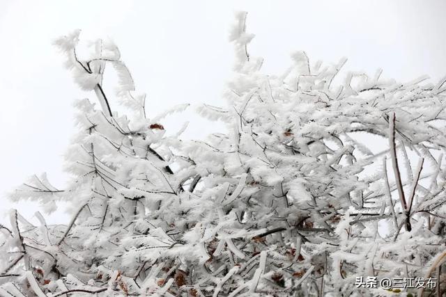 寒潮“炫技”成功！三江这地方浪漫值拉满