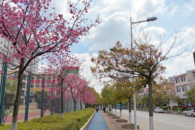 阳春三月花满城 麒麟踏春正当时